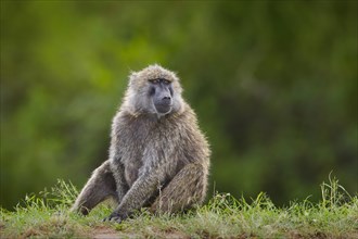 Olive baboon (Papio anubis) sitting in grass