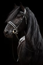 Black Friesian