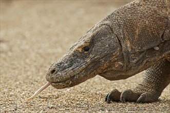 Komodo Dragon (Varanus komodoensis)