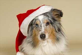 Sheltie wearing a Santa Hat