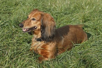 Long-haired dachshund