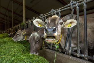 Cows in a barn