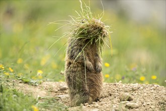 Marmot (Marmota marmota) with tufts of grass
