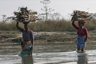 Nepalese women carry firewood on their heads by the East Rapti River at Sauraha
