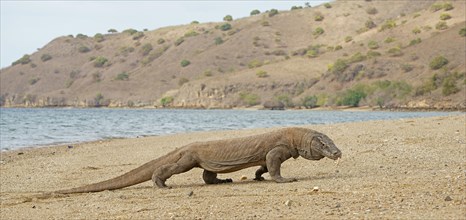 Komodo Dragon (Varanus komodoensis)