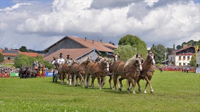 Ten-horse carriage with Black Forest chestnut-coloured horses from Ohlstadt and a ten-horse carriage with Noric horses from Abtenau in Salzburger Land