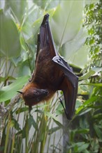 Large Flying Fox (Pteropus vampyrus) hanging in a tree