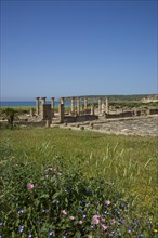 Roman ruins of Baelo Claudia near Bolonia