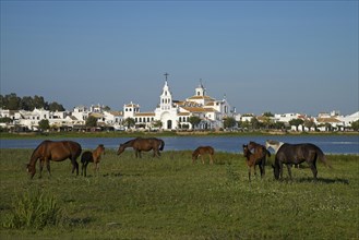 Wild horses in front of the Hermitage of El Rocio in the lagoon of the Donana National Park