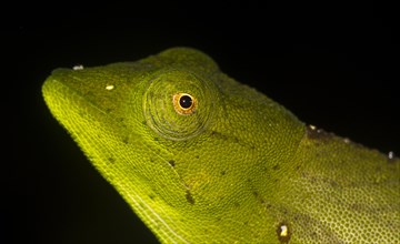 Marojejy Chameleon (Calumma marojezense) in the rainforest of Marojejy