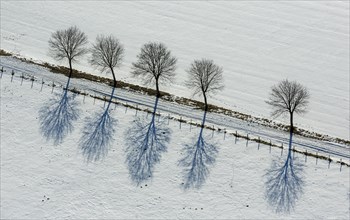 Avenue of trees in the snow
