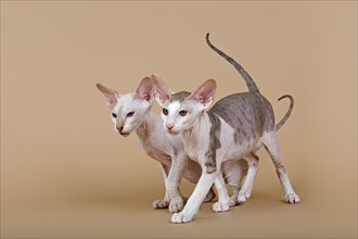 Oriental Shorthair kittens
