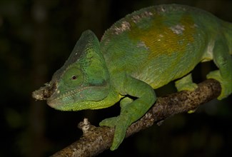 Parson's Chameleon (Calumma parsonii cristifer) in the rainforest of Andasibe