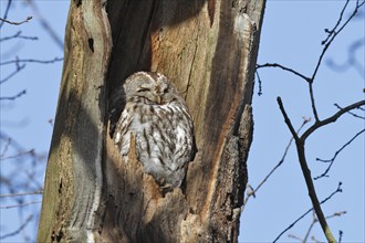Tawny Owl (Strix aluco)