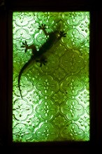 A gecko on a window of green glass