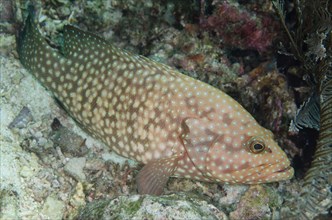 Blue-spotted Grouper (Cephalopholis cyanostigma)