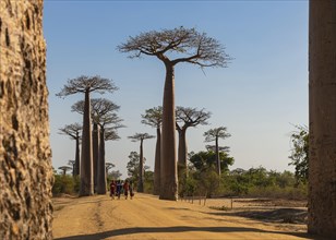 Baobab Avenue (Adansonia grandidieri) in West Madagascar