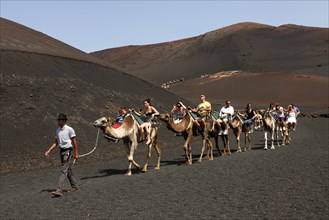 Camelback riding for tourists