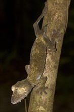 Common Flat-tail Gecko (Uroplatus fimbriatus) with regrowing tail
