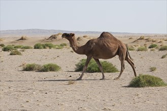 Dromedary (Camelus dromedarius) in the desert