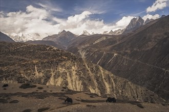Yaks grazing in front of mountains