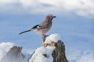 Jay (Garrulus glandarius)