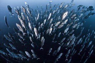 School of bigeye trevally fish (Caranx sexfasciatus) swimming towards the surface