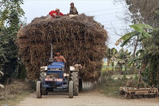Tractor with trailer loaded with reeds in Sauraha