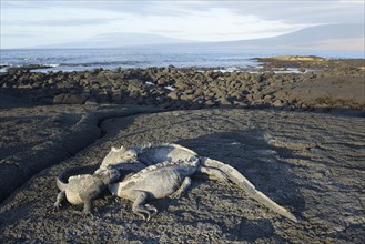 Marine Iguanas (Amblyrhynchus cristatus) on lava rock