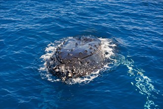 Head of a Humpback Whale (Megaptera novaeangliae)