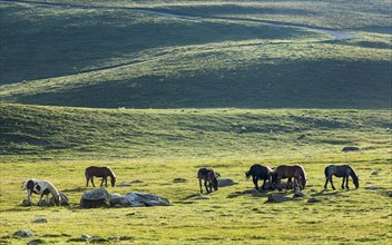 Horses on the Pla de Beret plateau