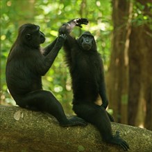 Two Celebes Crested Macaques (Macaca nigra)
