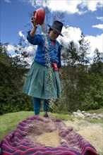 Woman wearing traditional costume drying wheat grains in the wind