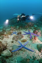 Woman diver photographing Blue Star starfish (Linckia laevigata)