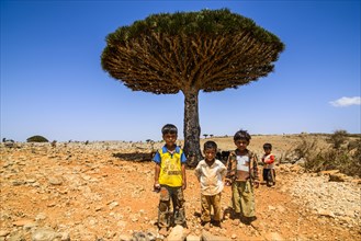 Local children in front of a Socotra Dragon Tree or Dragon Blood Tree (Dracaena cinnabari)