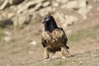 Young Lammergeier or Bearded Vulture (Gypaetus barbatus) at a bait place