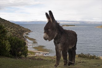 Donkey on Lake Titicaca