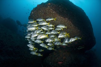 School of Burito grunts (Anisotremus interruptus) with diver