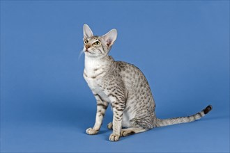 Pedigree cat