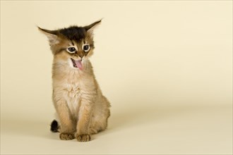 Somali kitten