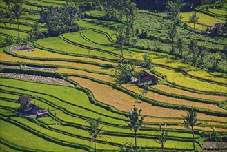 Rice paddies and rice terraces