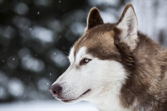 Husky with blue eyes