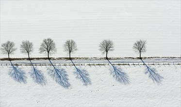 Avenue of trees in the snow
