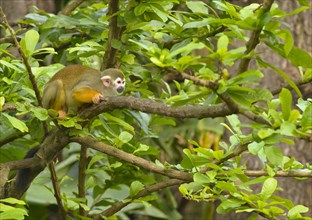 Squirrel Monkey (Saimiri sp.) on a tree branch