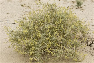 Burro bush (Ambrosia dumosa)