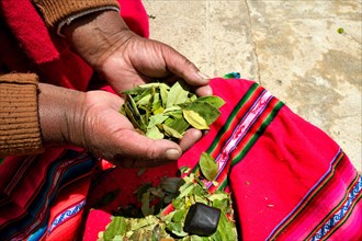 Aymara woman with coca leaves (Erythroxylum coca) in her hands