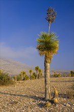 Bioconvex Denticulate Leaf-Yucca (Yucca queretaroensis) near Los Temporal