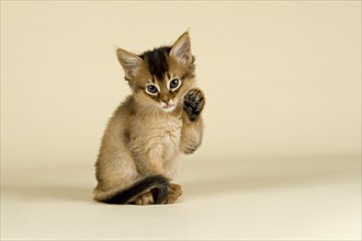 Somali kitten