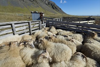 Sheep in a pen