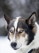 Husky with blue eyes